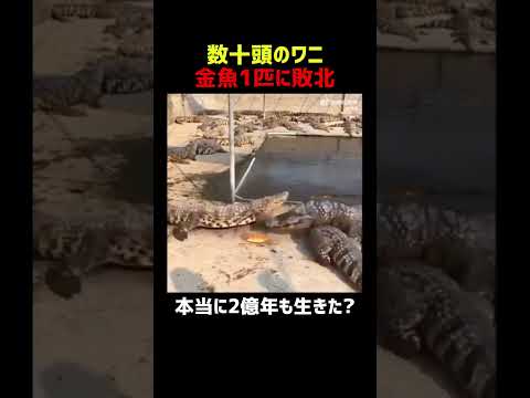 数十頭のワニ 金魚1匹に敗北 thumbnail