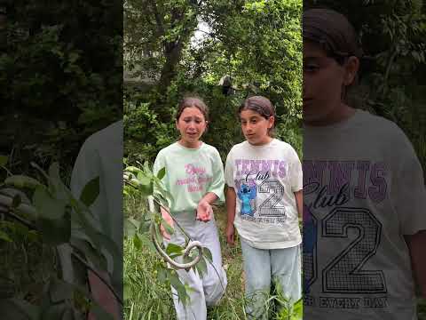 Sahte  yılanla onları korkuttum #sorts #shortsvideo #funny #trending thumbnail