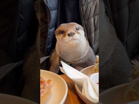 カワウソの休日😏😏 The Otter's Day Off #shorts thumbnail