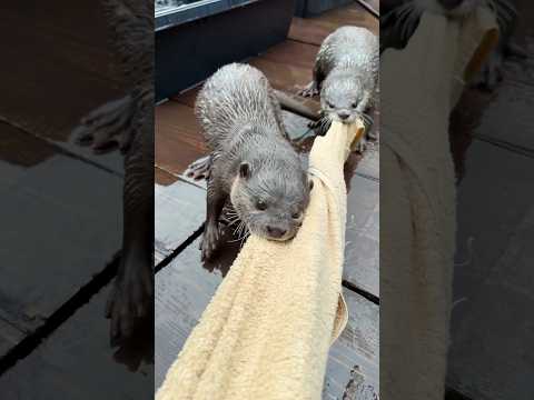 カワウソギャングのタオル戦争😏😏 The Otter Gang's Towel War #shorts thumbnail