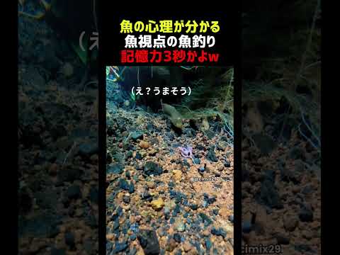 餌を見抜いた魚 3秒後に釣られる thumbnail