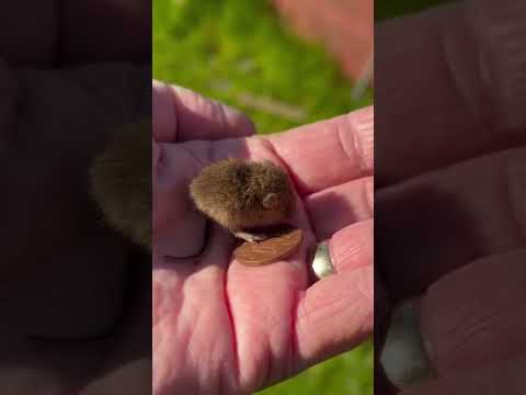 Tiny Harvest Mouse RESCUE… The Size Of A PENNY thumbnail