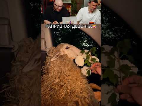 ЗАСМЕЯЛСЯ - ПОДПИСАЛСЯ! Ч.287🤣 СМЕЮСЬ ПОД СТОЛОМ! thumbnail