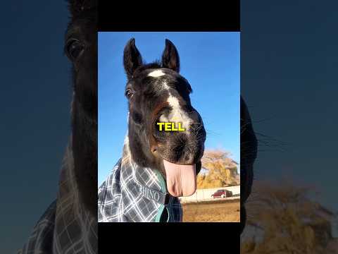 Horse will never tell you these things! thumbnail