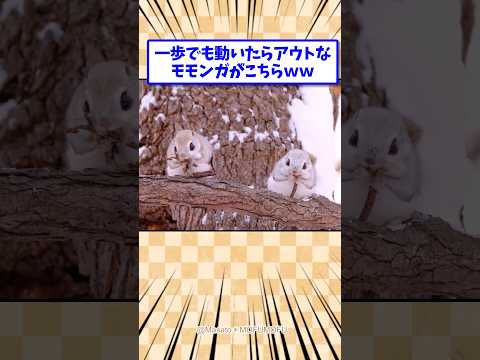 1歩でも動いたらアウトなモモンガがこちら thumbnail