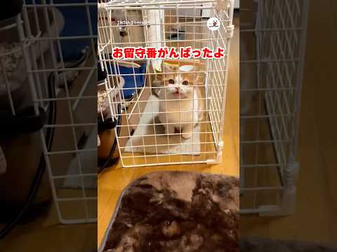 お留守番頑張った日｜PECO thumbnail
