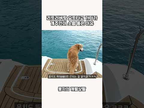 리트리버랑 요트타고 가다가 개주인이 소름 돋은 이유 thumbnail