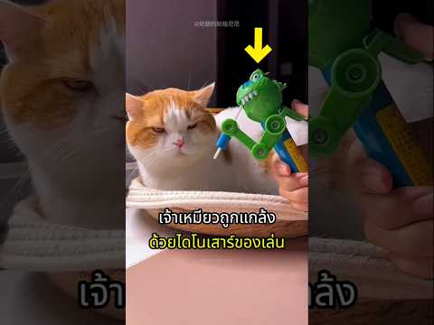แกล้งแมวด้วยของเล่นไดโนเสาร์ thumbnail