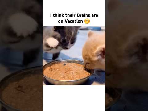 Me and You, if we were Cats thumbnail