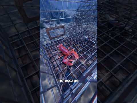 How Lobster Traps Actually Work 😮 thumbnail