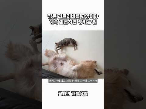 잠든 리트리버를 고양이가 계속 괴롭히면 생기는 일 ㅋㅋㅋ thumbnail