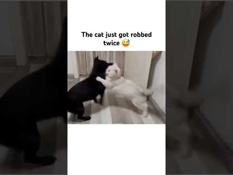 The cat lost patience. 🤭 thumbnail