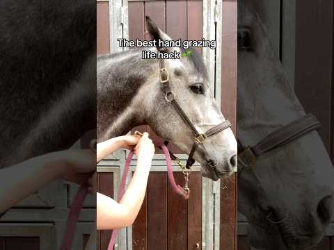 Game-changing life hack 🐴 #equestrian #horses #horsegirl #horserider #horseriding #stallion thumbnail