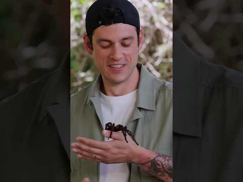 GENETİK OLARAK MUZA MI DAHA ÇOK BENZİYORUZ TARANTULAYA MI? thumbnail
