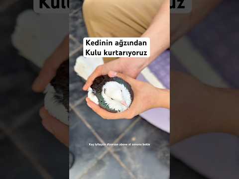 En çok hangi hayvanı seversin ❤️ #ytdayibenionecikarnolur #youtubeshorts #viral #hayvanlar #kuş #kid thumbnail