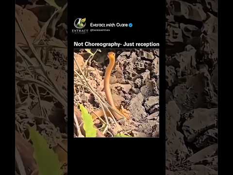 🐍 This Snake Is Dancing… But There’s a Shocking Reason Why! 😳 thumbnail