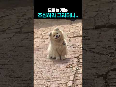 "훅 들어오네?..." 모르는 개 함부로 쳐다보면 위험한 이유 thumbnail