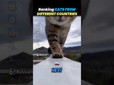 Ranking CATS FROM DIFFERENT COUNTRIES Core Moments!! 🐱🌎 thumbnail