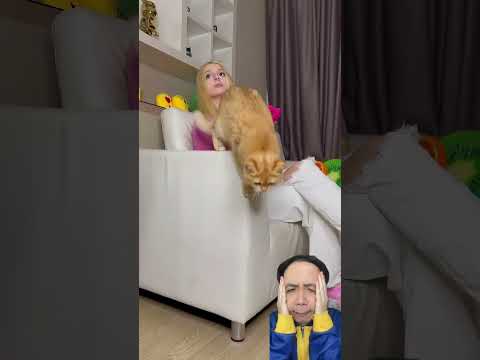Mèo cam thích xem TV thumbnail