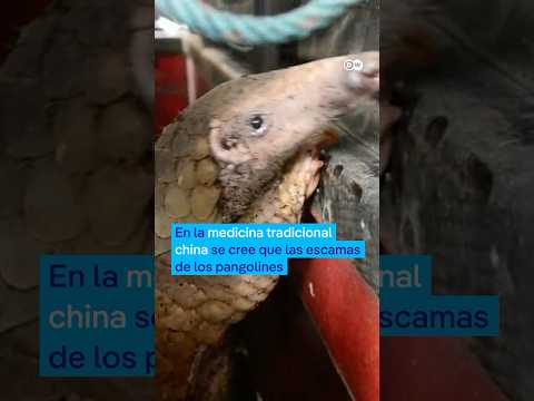 Las escamas protectoras de este adorable animal podrían causar su extinción #shorts thumbnail