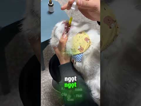 Chú Mèo Con Này Không Chịu Uống Thuốc 😅 thumbnail