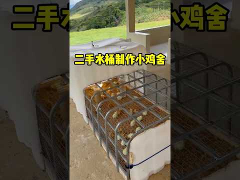 2手水桶秒变小鸡舍！#shorts #短视频 #趣事 #有趣 thumbnail