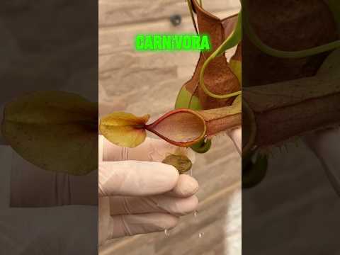 Joguei o ácido da planta carnívora em uma moeda?!😱 #shorts ￼ thumbnail