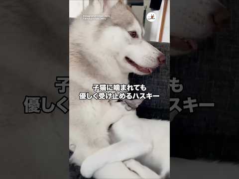 子猫に噛まれても優しく受け止めるハスキー｜PECO thumbnail