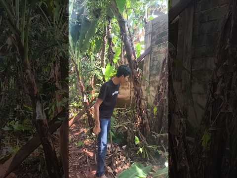 Malah rontok temen temen #fyp #shorts #viralvideo thumbnail