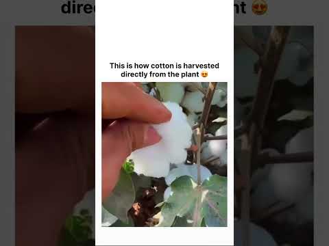This is how cotton is harvested directly from the plant 😍 thumbnail