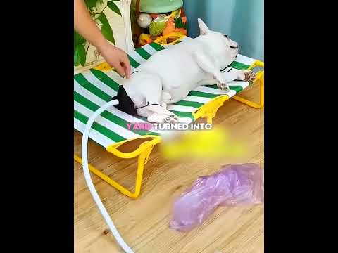 This Bulldog Farts Every 7 Minutes ?? thumbnail