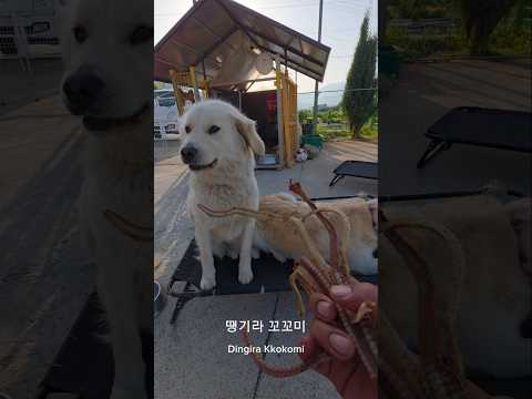 역시 무본 개가 잘무거여 #남해 #몽실이 #반려견 #뽀끄미 #리트리버 #장어 #asmr thumbnail