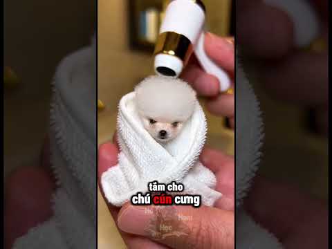 Người Bạn Cún Tí Hon Thích Tắm Mỗi Ngày ☺️ thumbnail