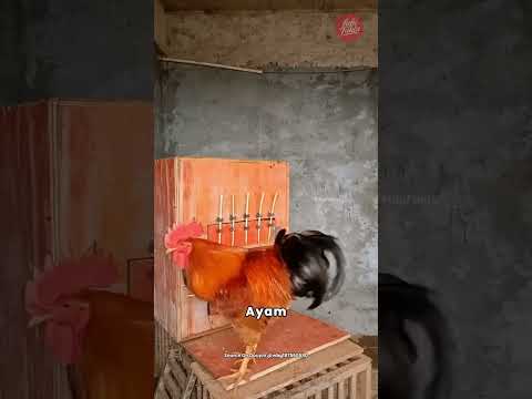 Ayam jantan cerdas menyelamatkan sang betina. thumbnail
