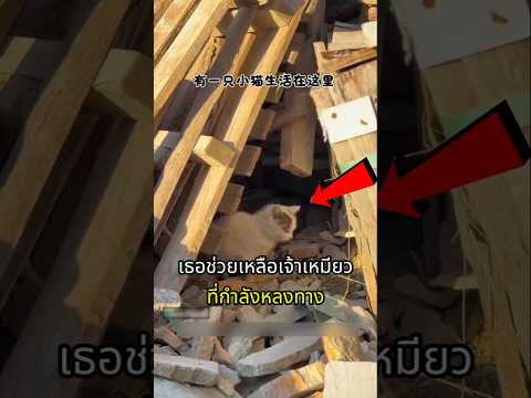 ช่วยเหลือน้องแมวจากโรงงาน สู่บ้านใหม่ที่แสนอบอุ่น thumbnail