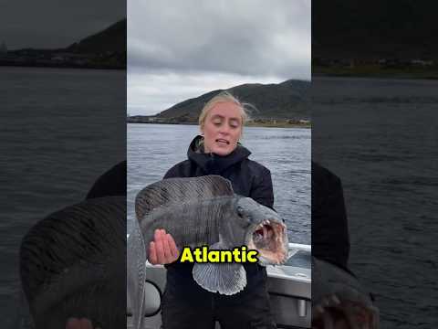 Why This Fish Looks So Terrifying #shorts thumbnail