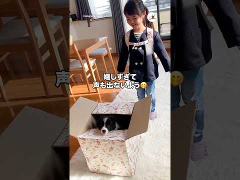 憧れのボーダーコリーに戸惑う女の子｜PECO thumbnail
