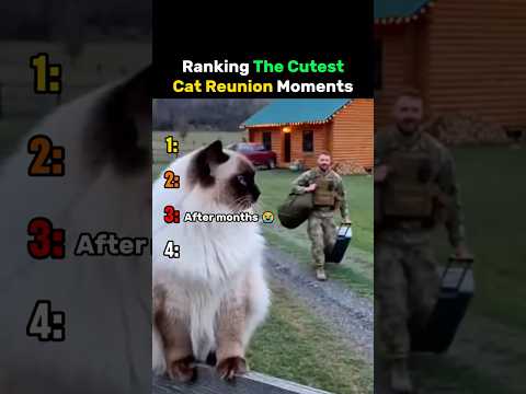 Ranking The Cutest Cat Reunion Moments #cat thumbnail