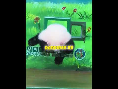 El escape más inteligente de un panda 🐼🤯 thumbnail
