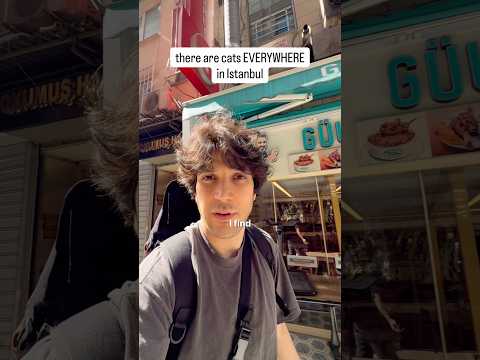 The cats in Istanbul are more abundant than you can possible imagine. thumbnail