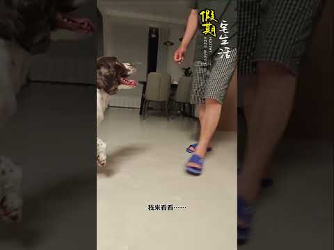 仔仔：这事儿道歉不管用，得食疗…… #shorts #funny #pets #搞笑 #萌宠 thumbnail