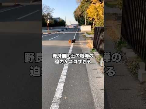 猫が道のど真ん中にいて、何してるのかと思ったら激しい喧嘩に発展 #野良猫 #茶トラ #黒猫 #shorts thumbnail
