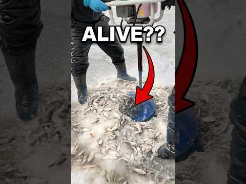 How One Hole Keeps Every Fish Alive 🤯 thumbnail