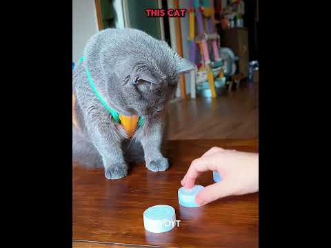 Dogs vs memory game vs Cat 💀 #edit #animal #skulledit #usa thumbnail