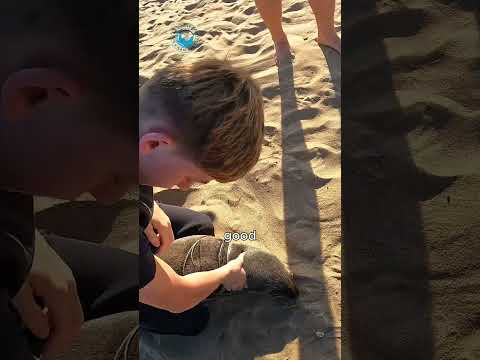 Sleeping Baby Seal Rescued #shorts thumbnail