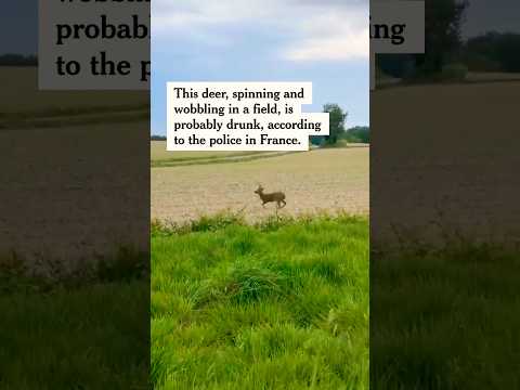 Police in France Warn Public to Avoid Drunk Deer thumbnail