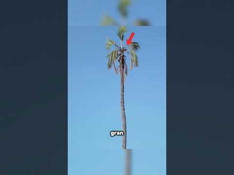 Un leopardo queda atrapado en la copa de un árbol thumbnail