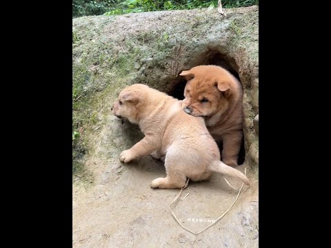 That pig in the back is so annoying. The Chinese Pastoral Dog puppies are so ferocious. thumbnail