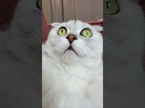 Sonya is learning the alphabet 🙀 #cat #cats thumbnail