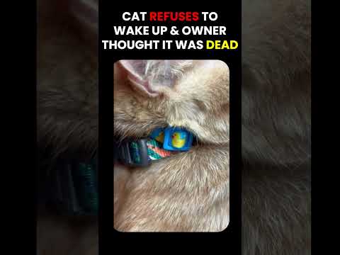 Cat Refuses To Wake Up thumbnail